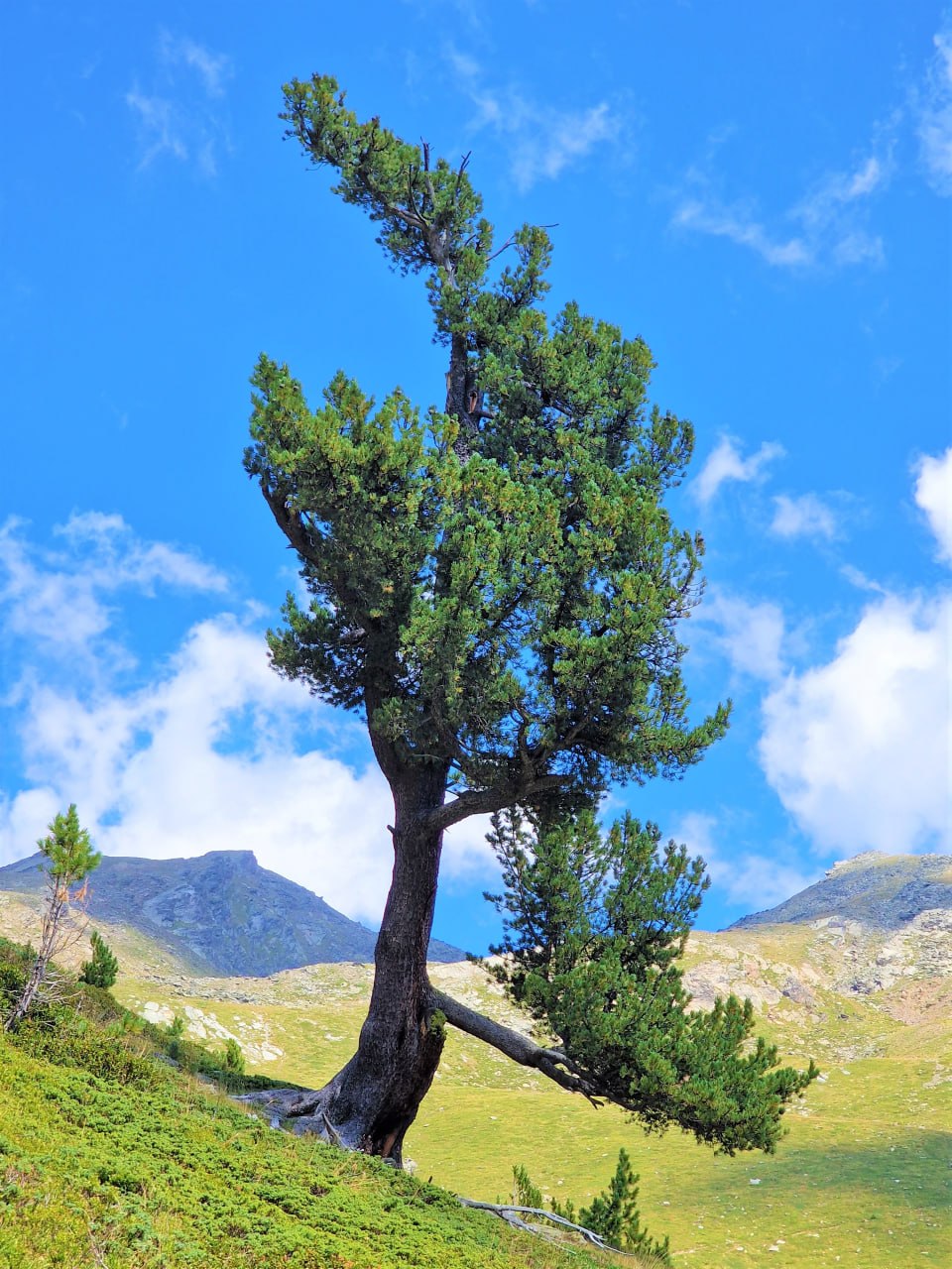 Zirbe – der Duft der Alpen